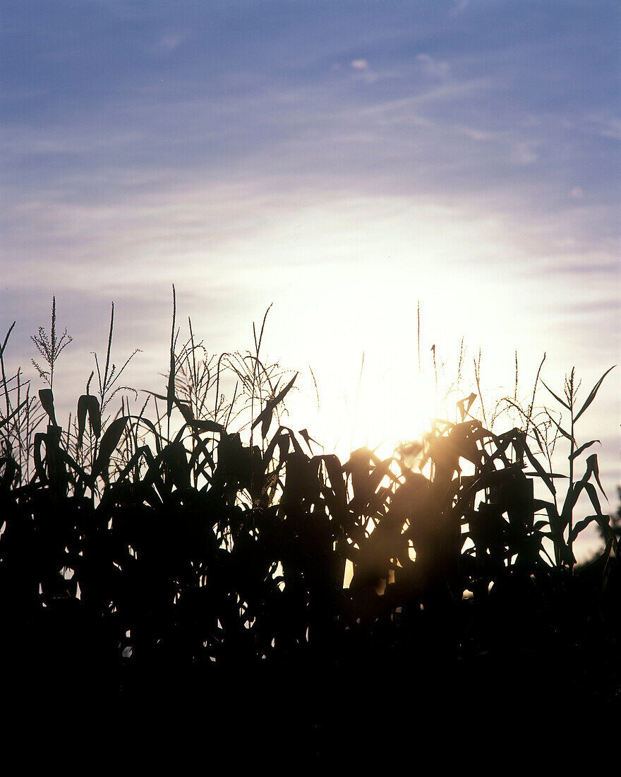 Cornfield, Pennsylvania, USA