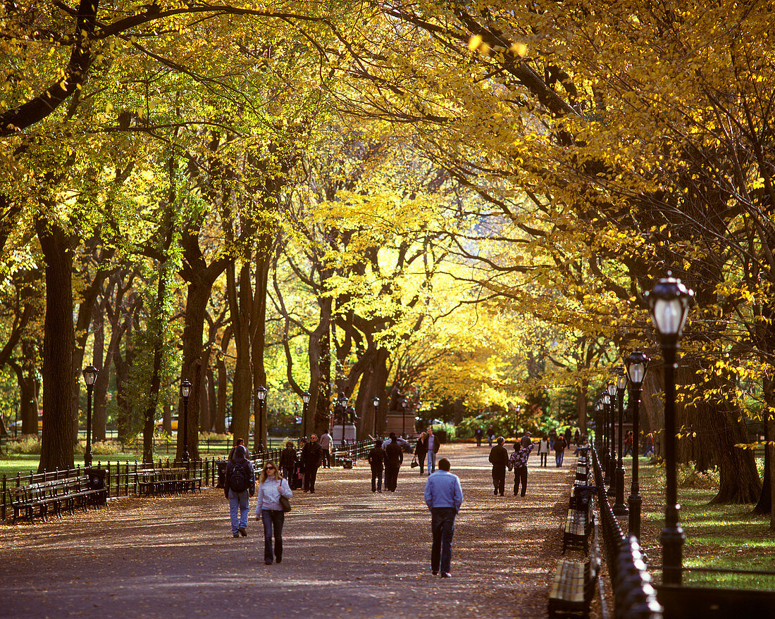 Elm trees, The mall, Central Park, Manhattan, New York, USA