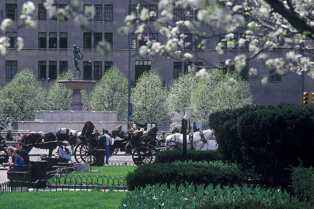 Spring blossoms, Grand army plaza, Manhattan, New York, USA.