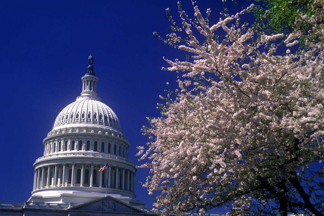 Spring blossoms, Capitol building, Washington D.C., USA.