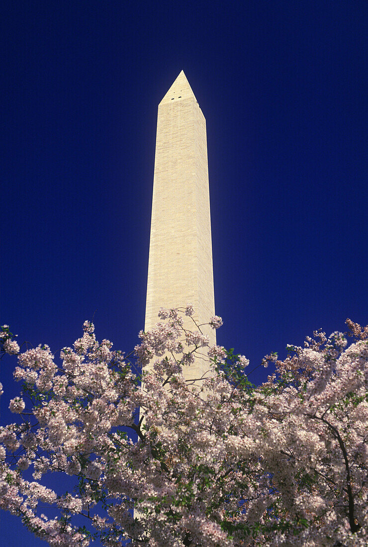 Spring blossoms, Washington monument, Washington D.C., USA.