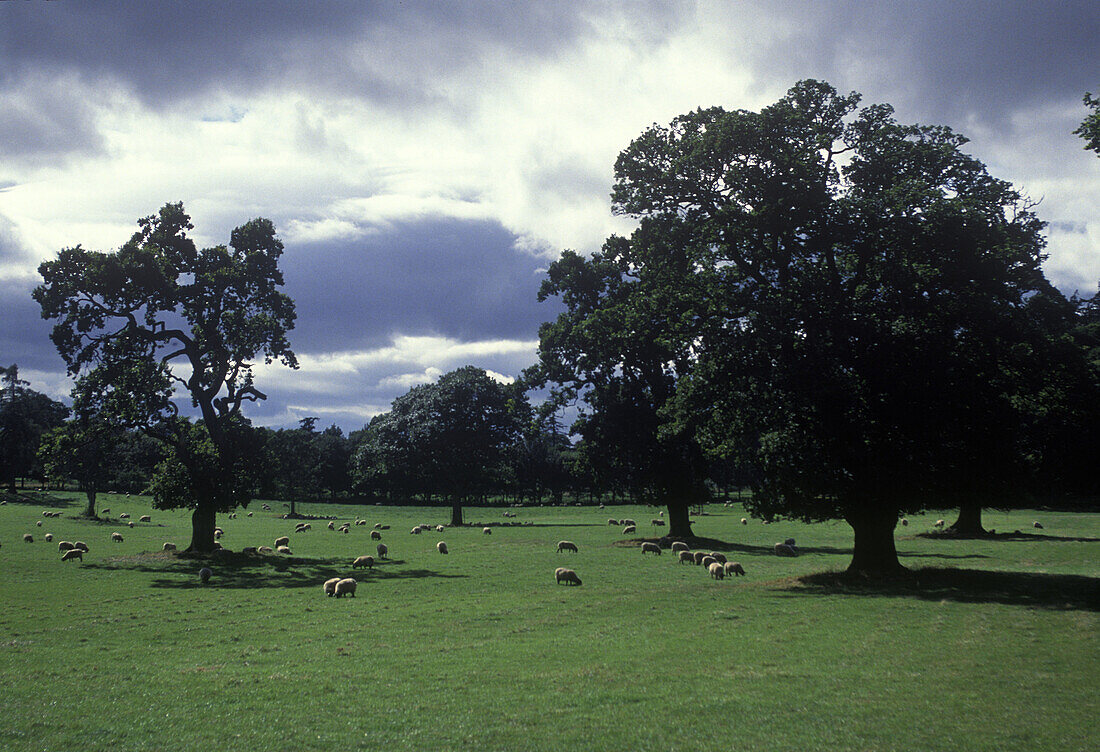 Scenic sheep grazing, Tayside, Scotland, UK