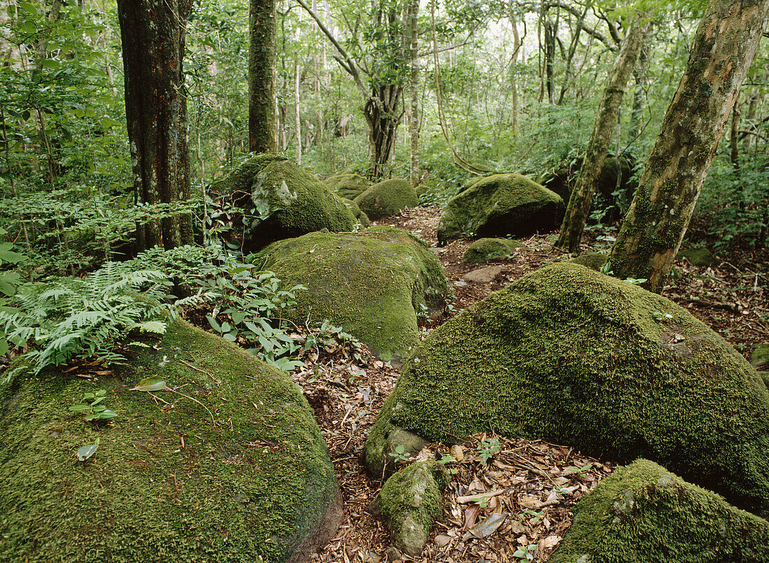 Tropical forest, Rincón de la Vieja National Park. Costa Rica