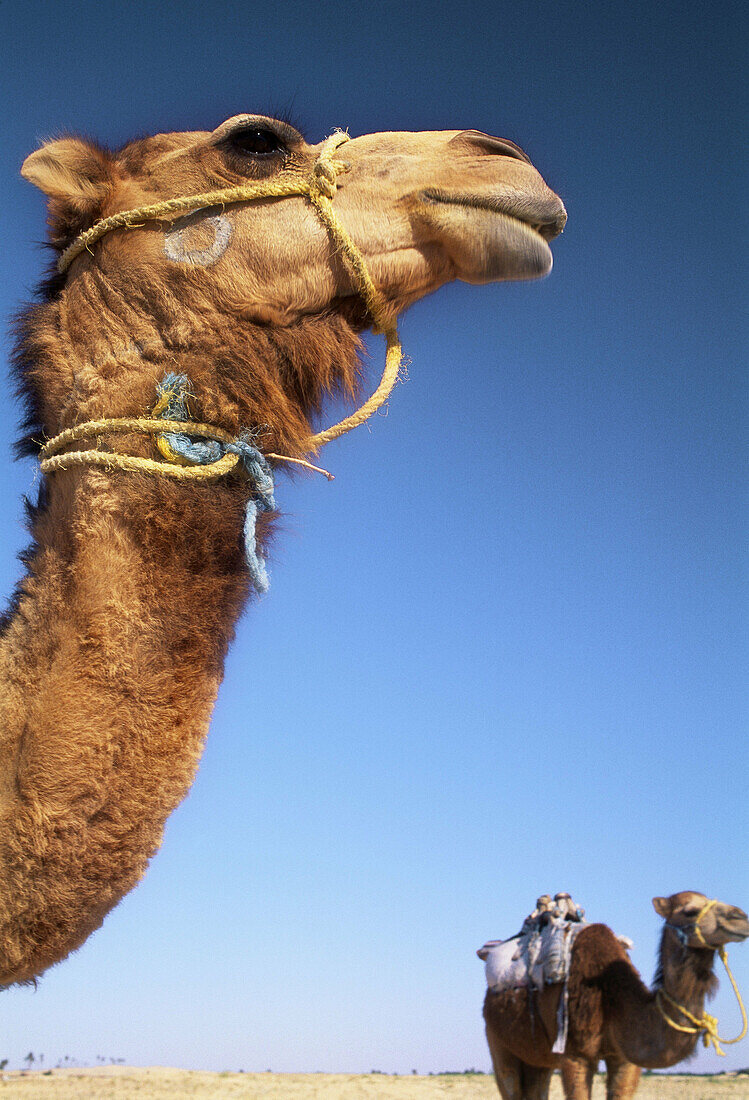 Camels. Sahara Desert, Douz, Tunisia