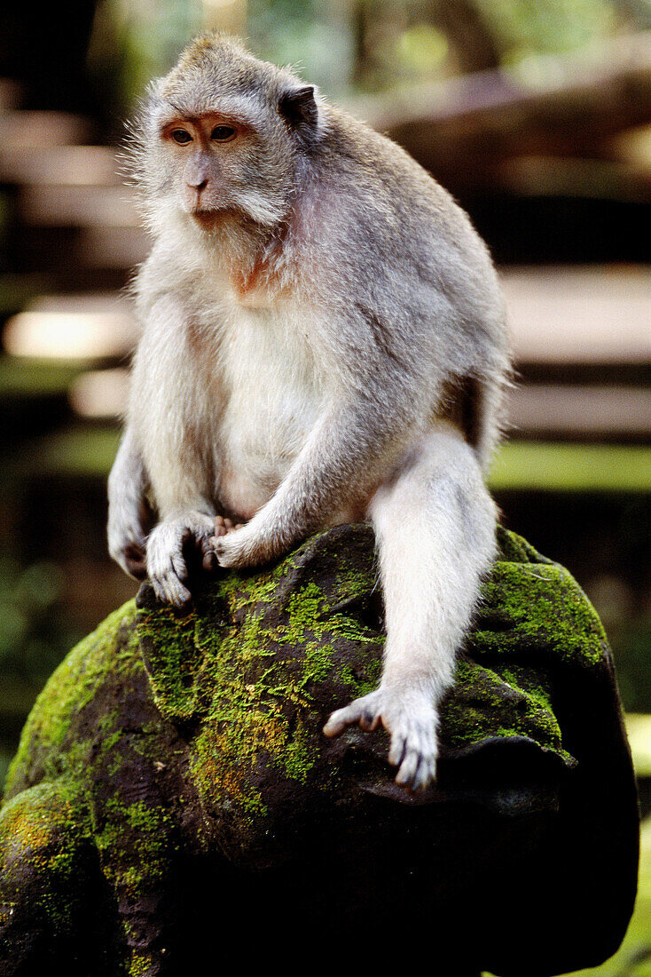 Monkey forest sanctuary, Ubud, Bali, Indonesia.