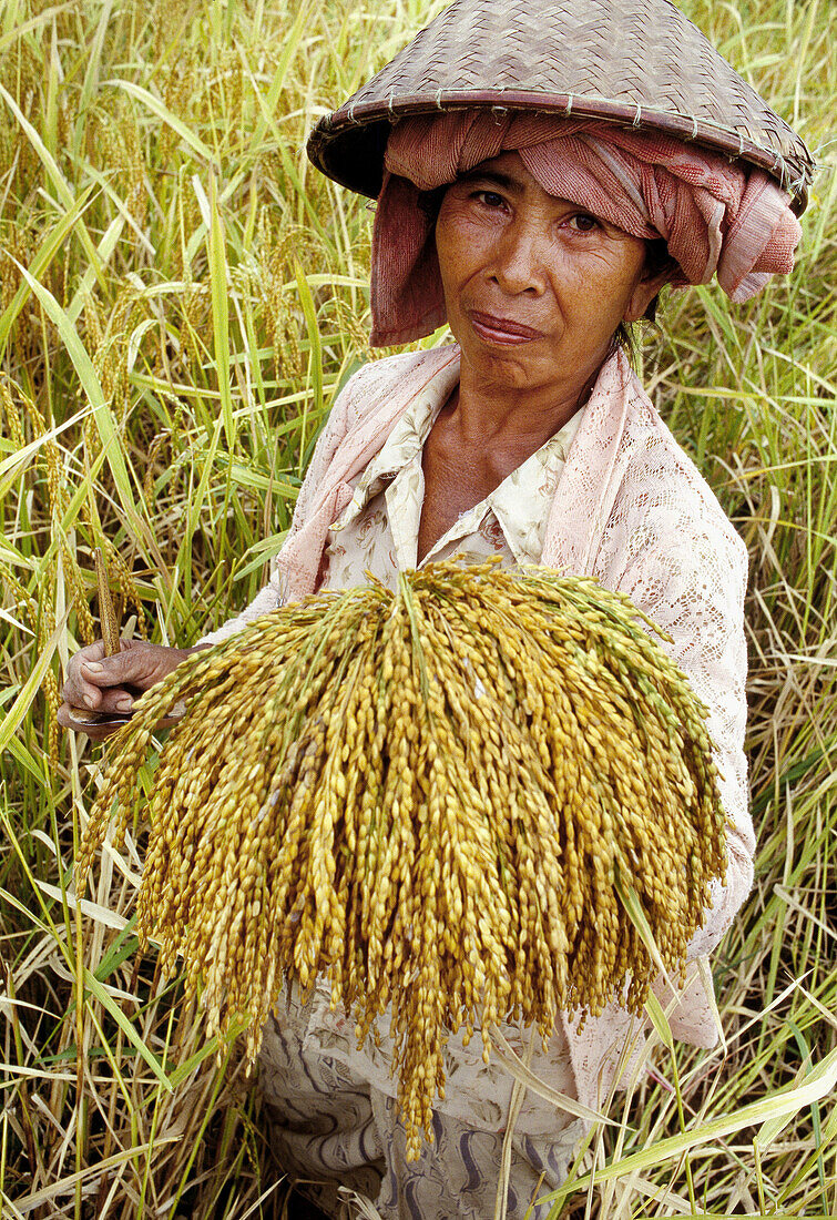 Women harvesting rice in ricefields. Bali Island. Indonesia