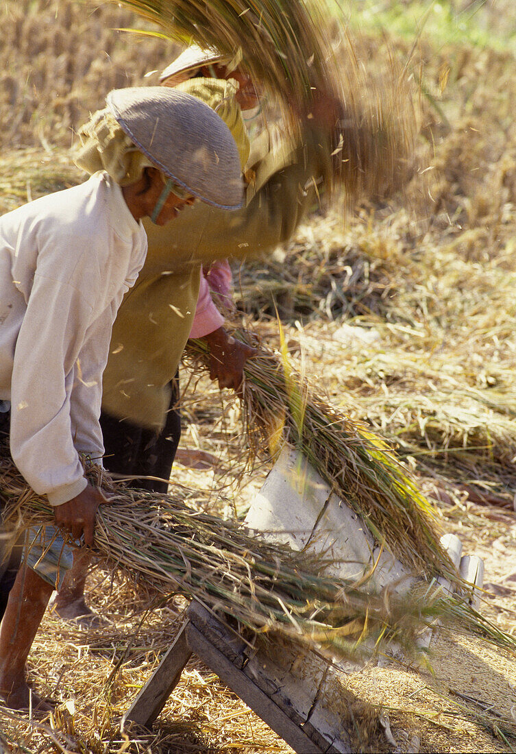 Women harvesting rice in ricefields. Bali Island. Indonesia