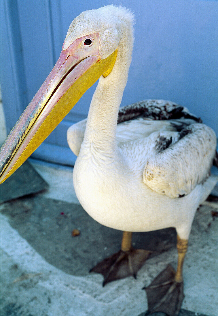Pelican. Mikonos. Cyclades Islands. Greece