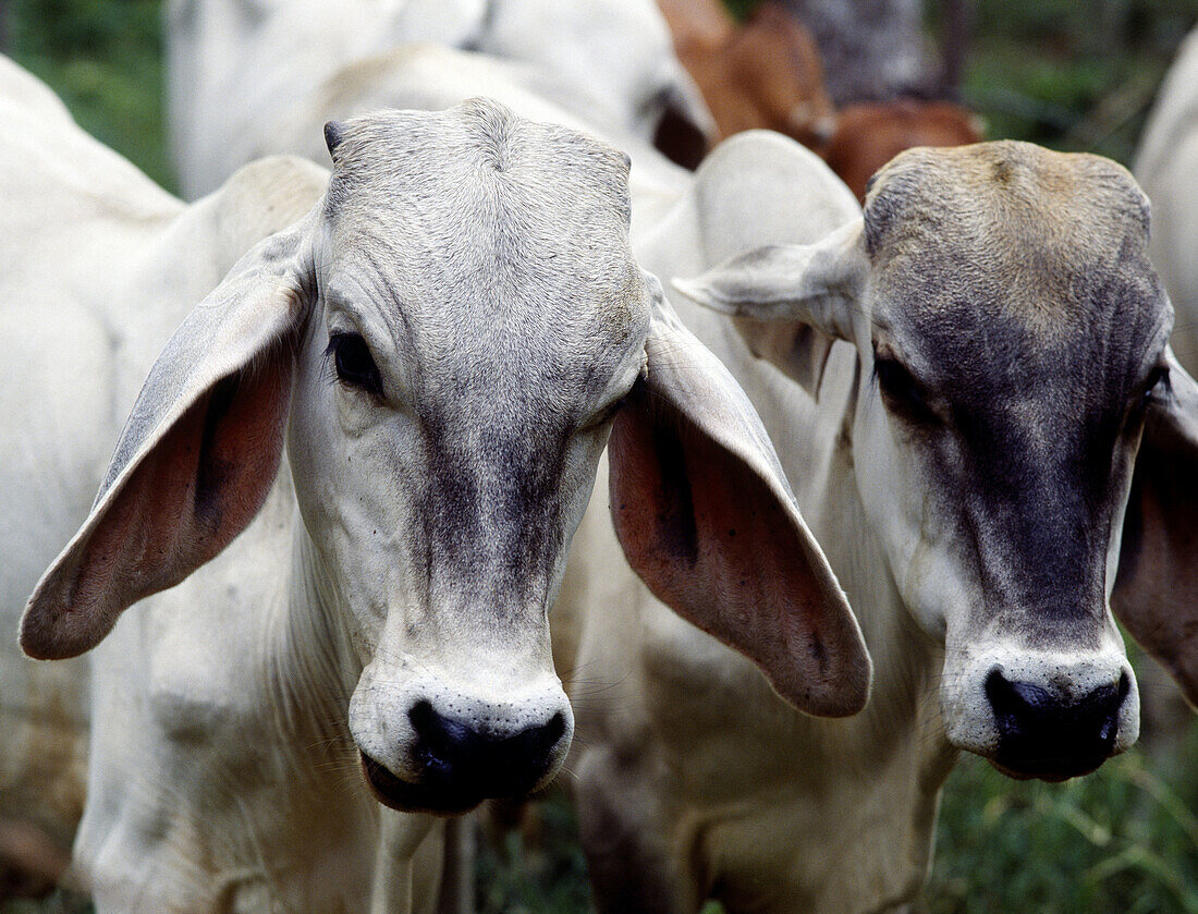 Cows, Nicoya Peninsula. Costa Rica