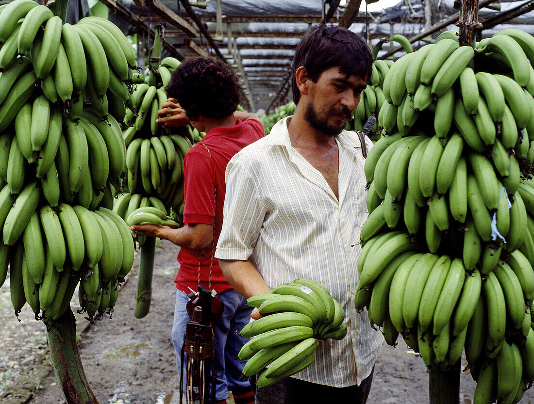 Bananas plantation. Caribbean coast, Costa Rica