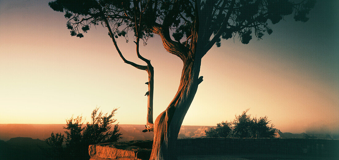 Old tree at sunset in Grand Canyon, Colorado, USA
