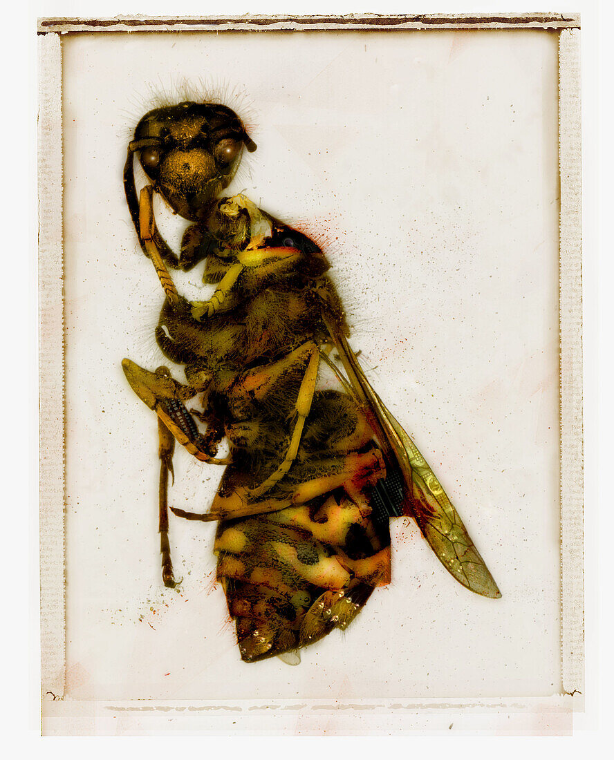  Bee, Bees, Bizarre, Bug, Bugs, Color, Colour, Concept, Concepts, Dead, Death, Grotesque, Insect, Insects, Nature, Negative, Negative concept, Odd, Sepia, Sepia tone, Strange, Toned, Vertical, Weird, C41-332418, agefotostock 