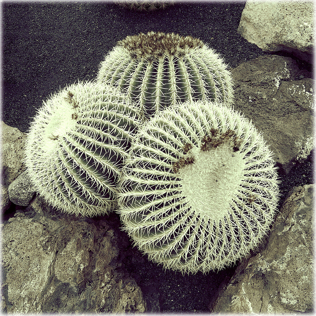 Cactus