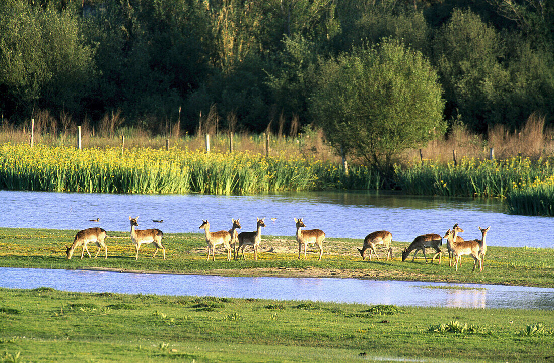 Fallow Deers (Dama dama). Doñana National Park. Huelva province. Andalusia. Spain