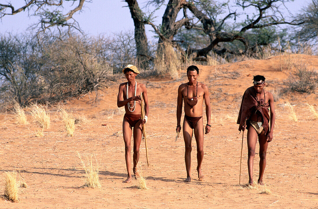 ¡Kung Bushmen in the Kalahari desert. Intu Afrika Kalahari Game Reserve. Namibia