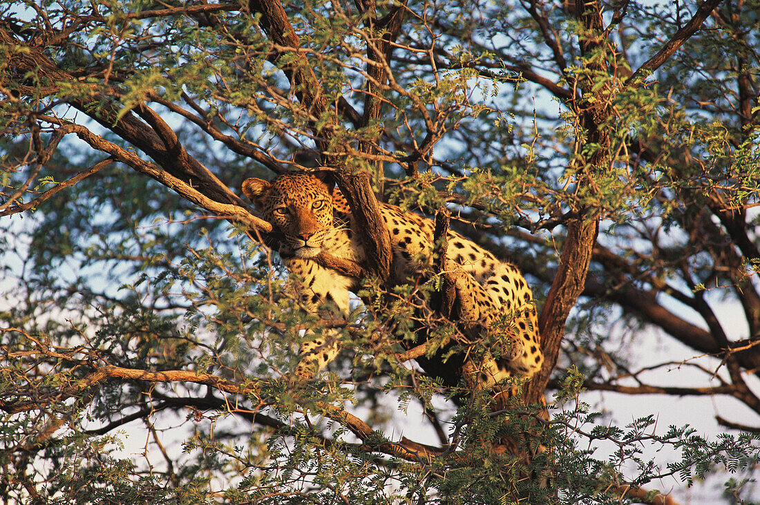 Leopard (Panthera pardus). Tsaobis Leopard Nature Park. Namibia