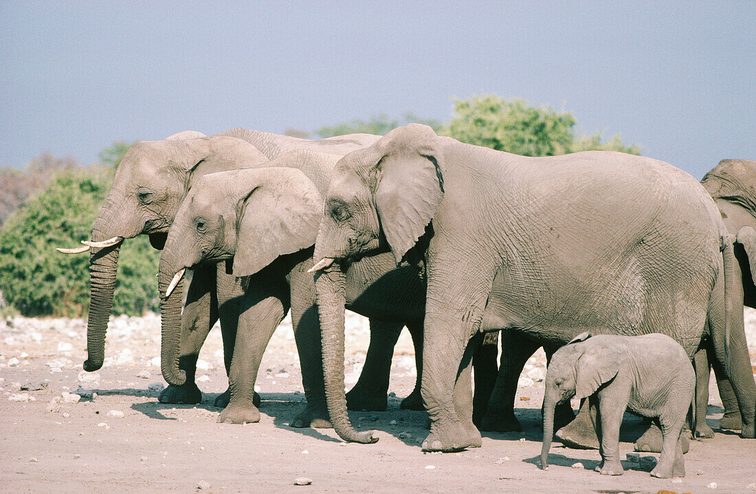 African Elephants (Loxodonta africana). Etosha National Park. Namibia