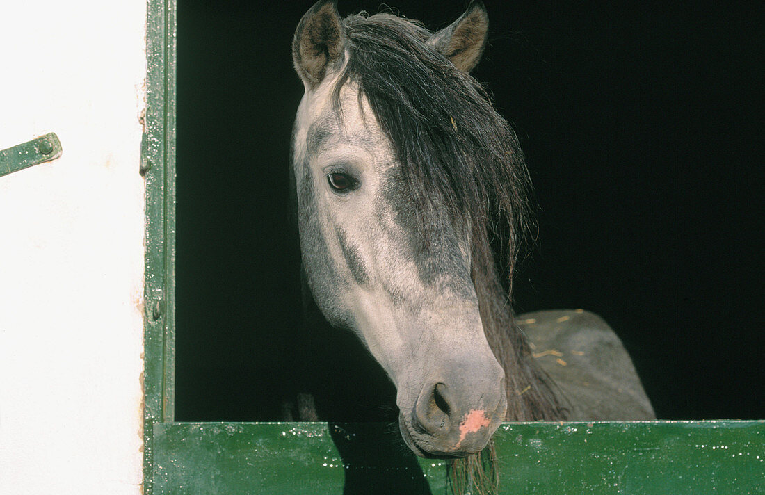 Spanish Carthusian horse at his stable on a farm near Jerez de la Frontera. Cádiz province. Andalusia. Spain