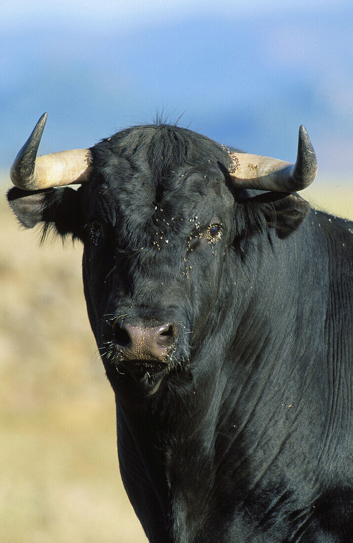 Fighting bull on a farm. Sierra Morena. Córdoba province. Andalusia. Spain