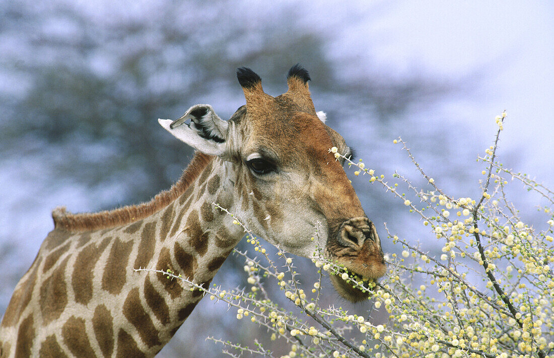 Southern Giraffe (Giraffa camelopardalis giraffa) feeding of water acacia. Etosha National Park. Namibia