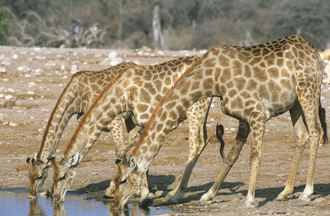 Southern Giraffes (Giraffa camelopardalis giraffa) drinking at a waterhole. Etosha National Park. Namibia