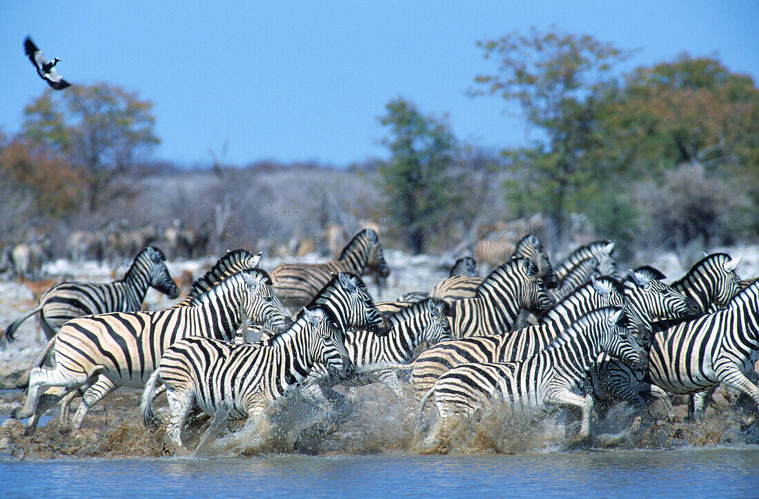 Burchell s Zebras (Equus Burchelli) Frightened up at a waterhole. A Blacksmith Plover in the air. Etosha National Park. Namibia