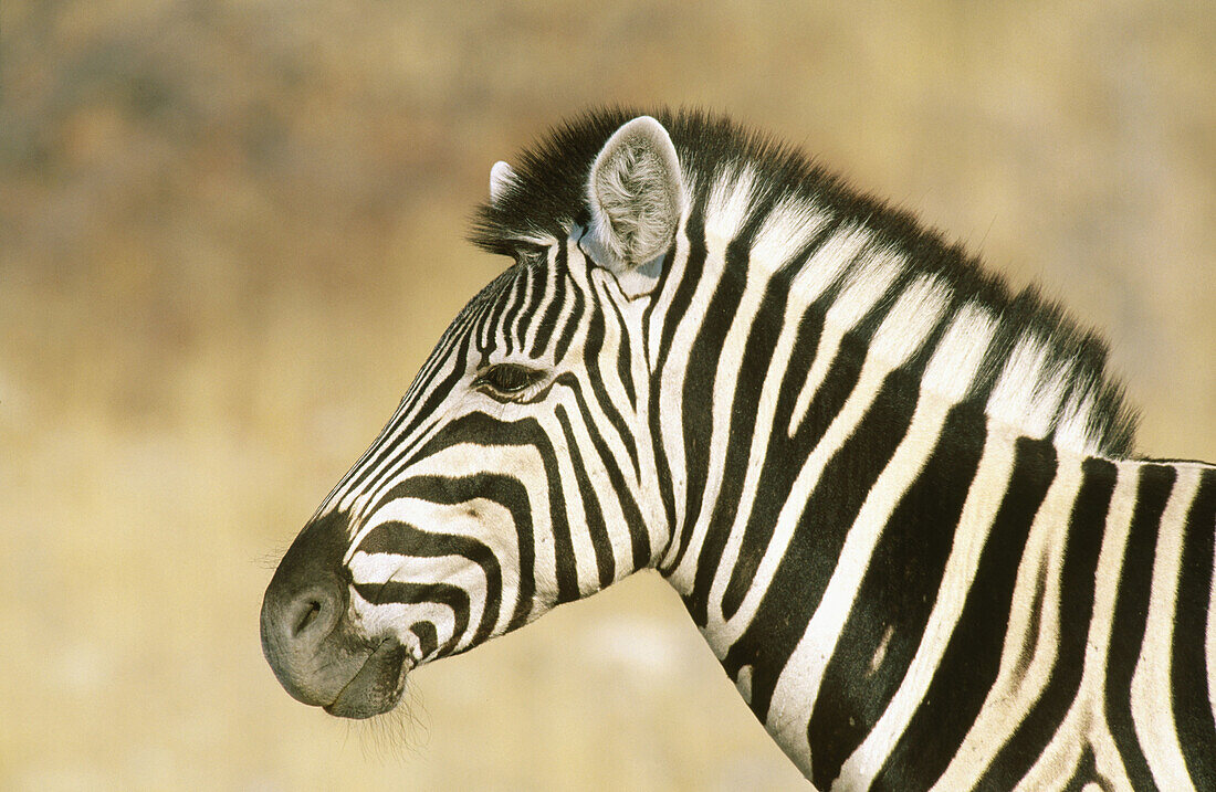 Burchell s Zebra (Equus Burchelli). Etosha National Park. Namibia
