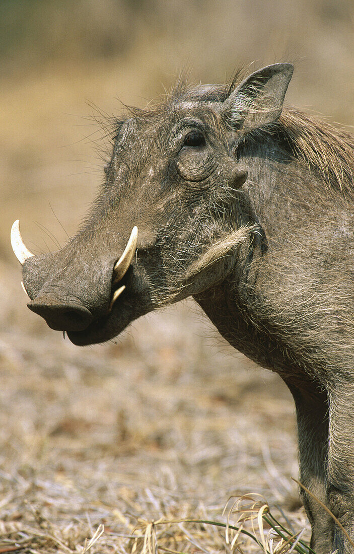 Warthog (Phacochoerus aethiopicus). Kruger National Park. South Africa