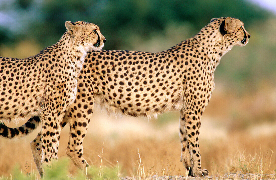 Couple of Cheetah (Acinonyx jubatus) Namibia