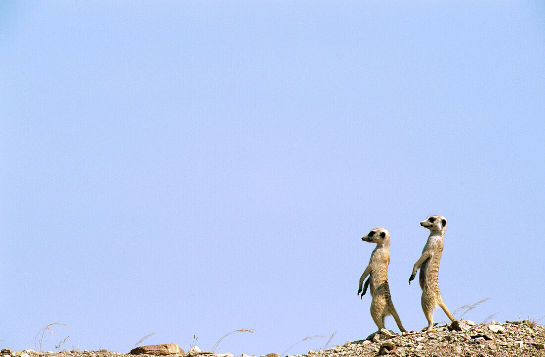 Suricates (Suricatta suricatta). Kalahari desert. Namibia