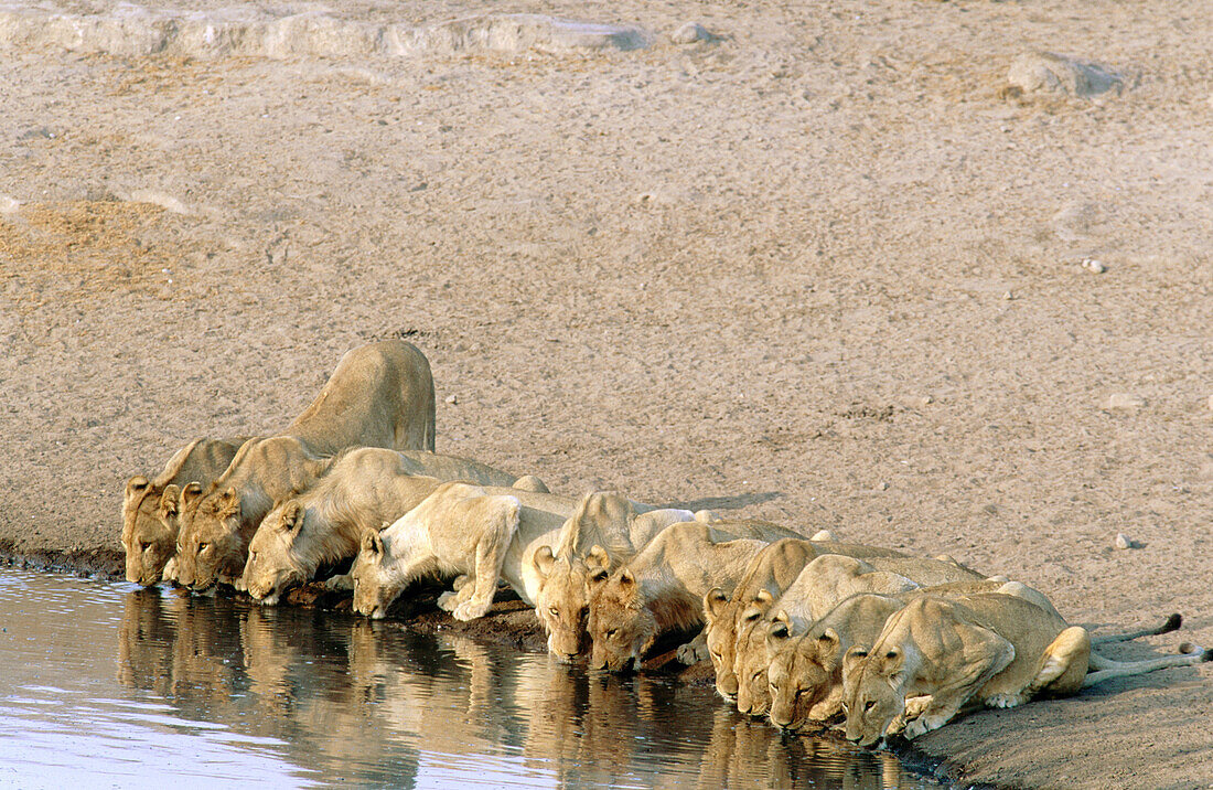 Lions (Panthera Leo) drinking from a waterhole. Namibia. Africa
