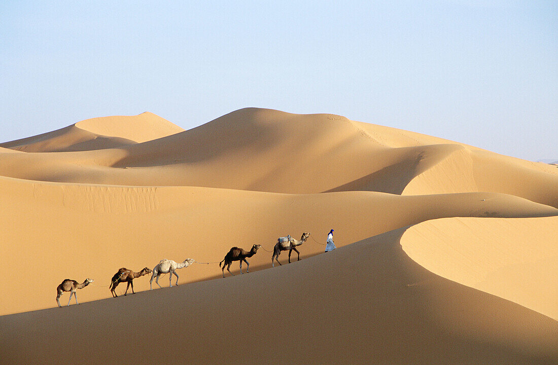 Berber with dromedaries in the great sand dunes of Erg Chebbi at Merzouga, Sahara desert. Southeast Morocco
