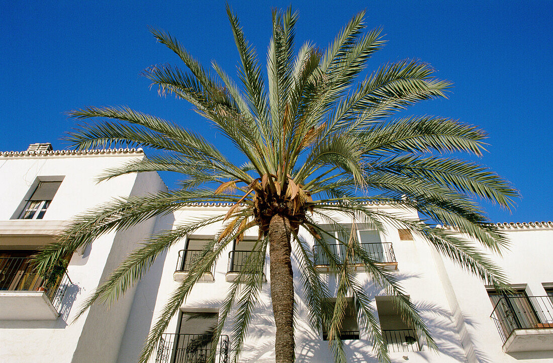 Palm tree and white-washed buildings in the exclusive yacht harbour of Puerto Banús, near Marbella. Costa del Sol, Málaga province. Andalusia, Spain
