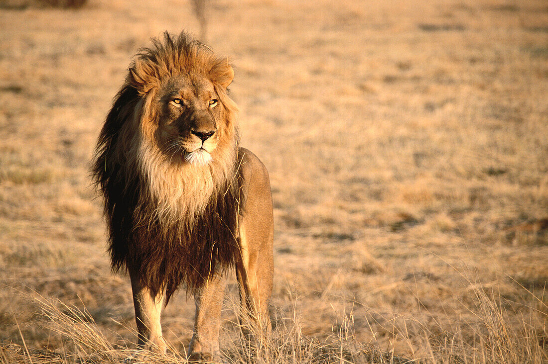 Löwe (Panthera leo). The AfriCat Foundation. Okonjima lodge. Home of the AfriCat Foundation. Namibia