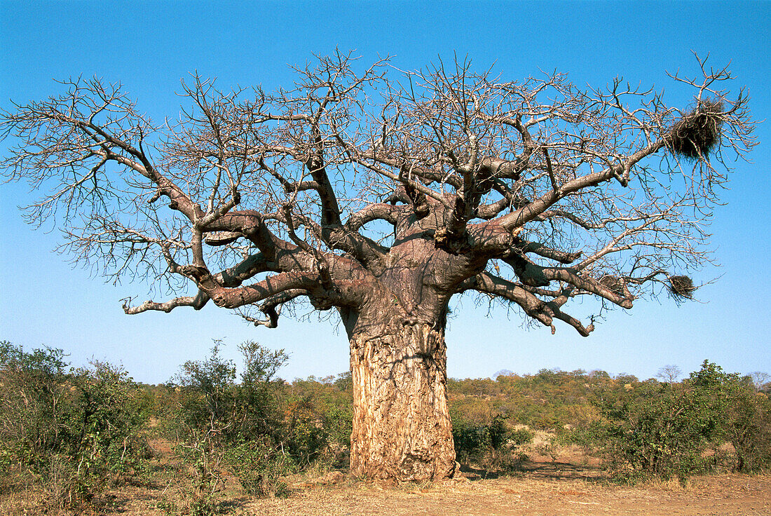 Baobab (Adansonia digitata). Kruger National Park, South Africa. Common in the northern part of the park