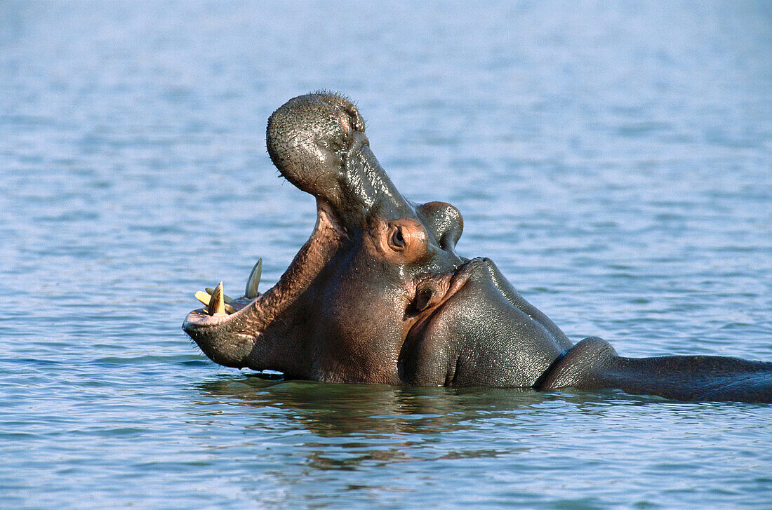 Hippopotamus (Hippopotamus amphibius) yawning. Kruger National Park, South Africa