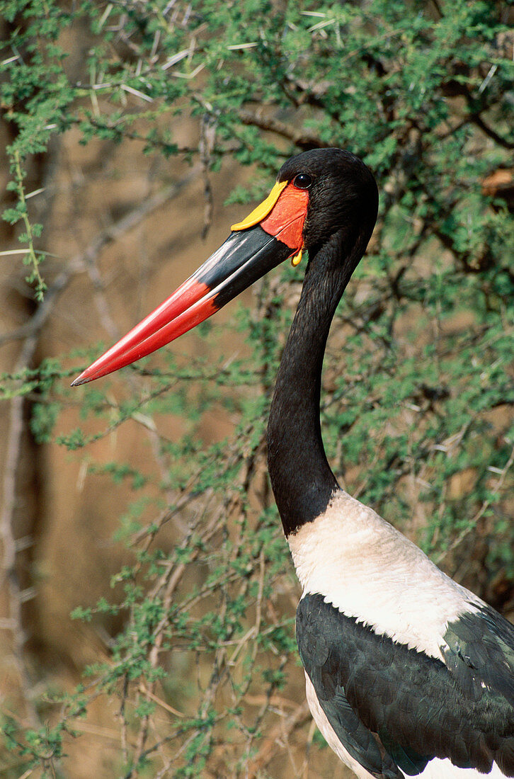 Saddlebilled Stork (Ephippiorhynchus senegalensis), male. Kruger National Park. South Africa