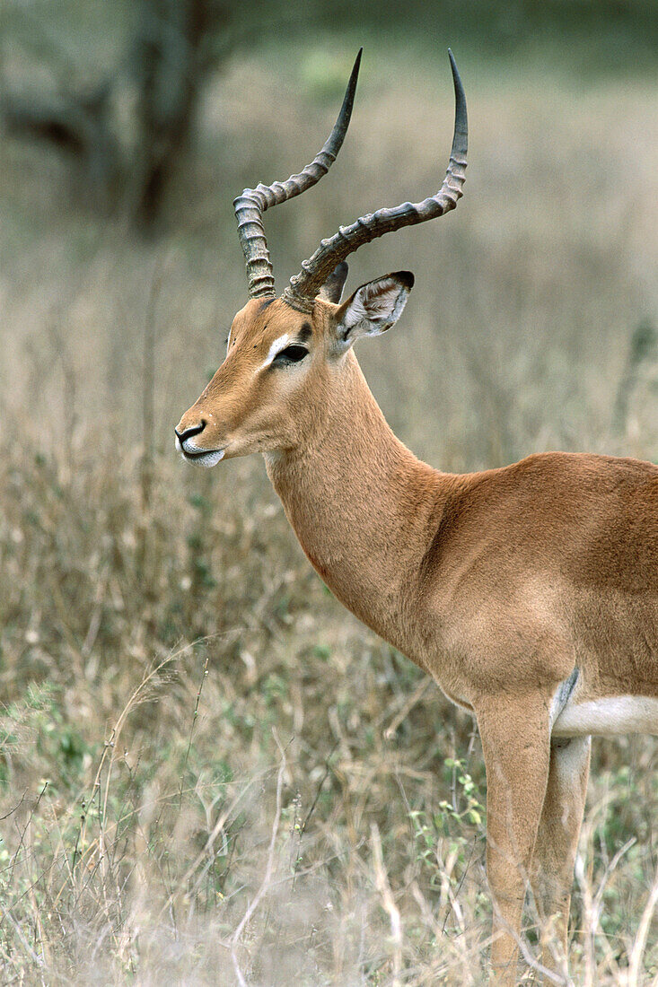 Impala (Aepyceros melampus), male. Kruger National Park. South Africa