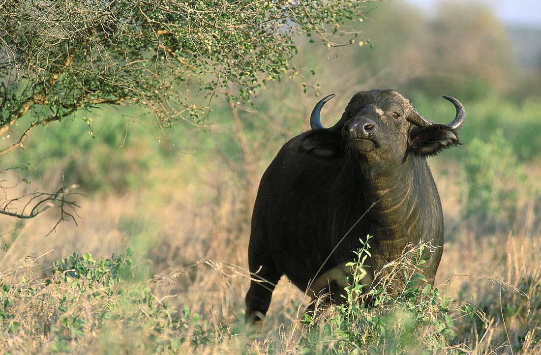 African buffalo (Syncerus catter catter), cow. Kruger National Park. South Africa