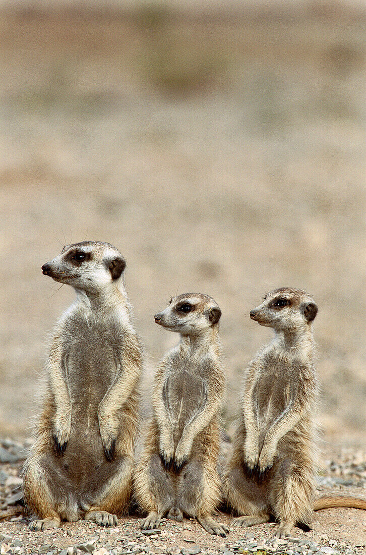Meerkat or suricate (Suricata suricatta) female with 2 young on the lookout at the edge of their burrow. Kgalagadi Desert. Southeast Namibia