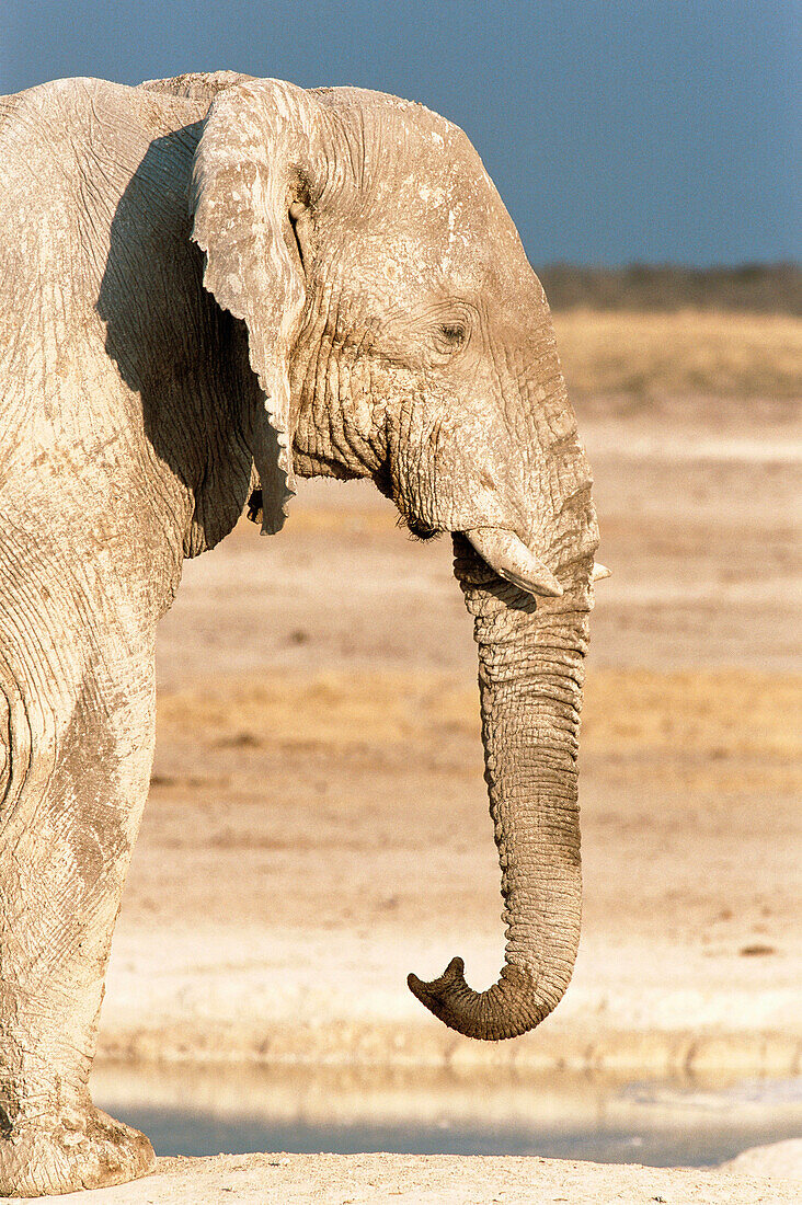 African Elephant (Loxodonta africana), bull drinking. Etosha National Park. Namibia