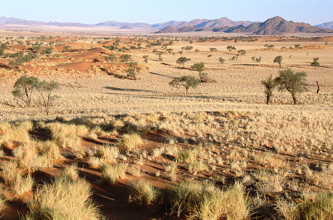 Landscape with Bushman grass (Stipagrostis sp.) and Camelthorn trees (Acacia erioloba), at the edge of the Namib desert. In area of the excusive Wolwedans Dunes Lodge in a beautiful setting in the private Namib Rand Nature Reserve in Namibia