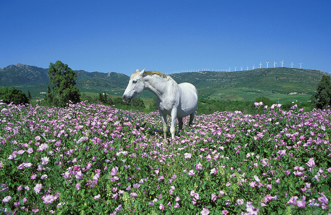 Mare, feeding in a flowery spring meadow near Tarifa; in the background on the ridge a wind farm (characteristic of this area). Province of Cádiz, Andalucía, Spain.