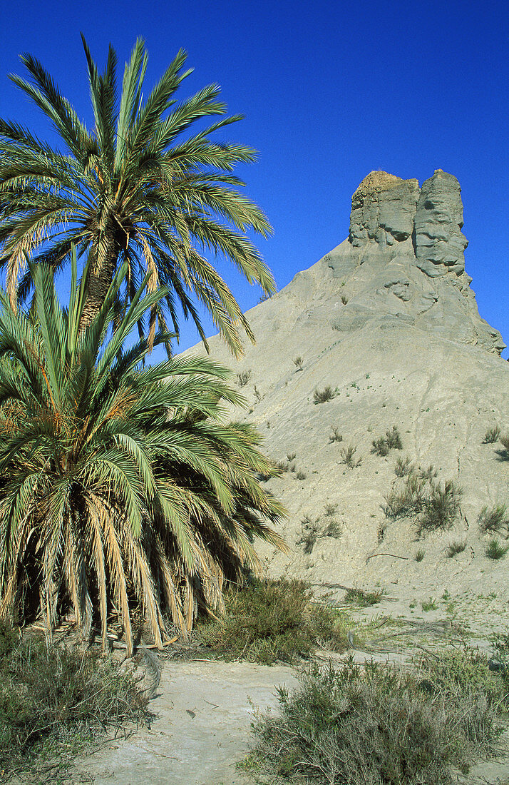 Bare ridges of eroded sandstone and palm trees in the Tabernas Desert, Europe s only true desert. Province of Almería, Andalucía, Spain.