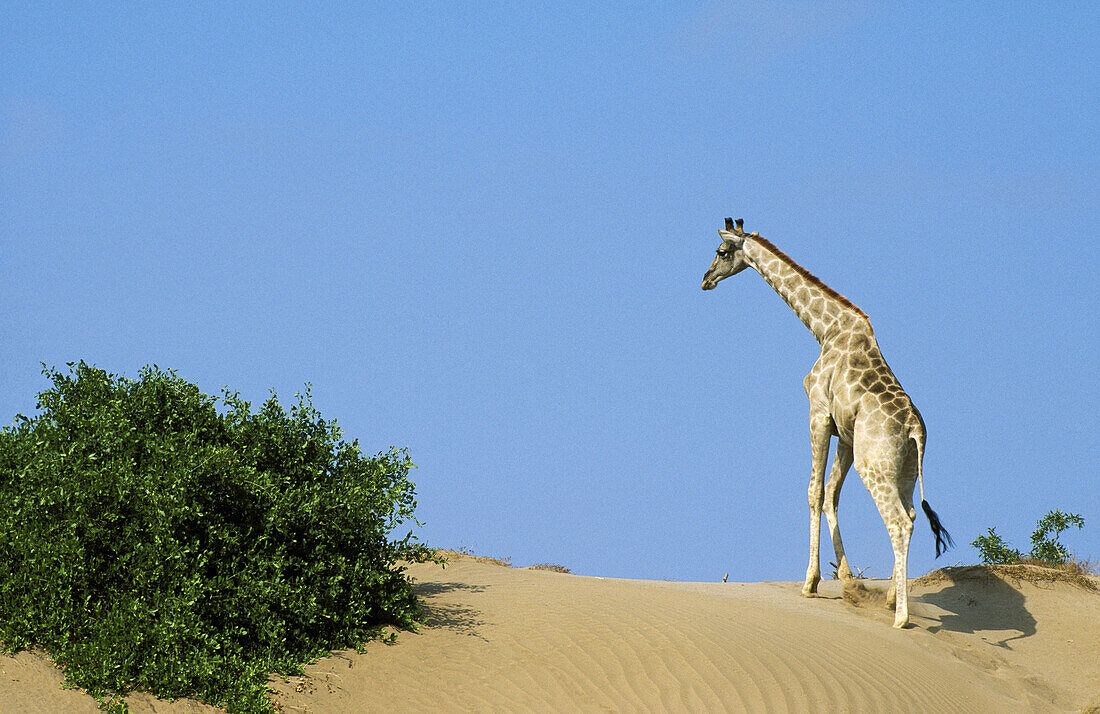 Southern Giraffe (Giraffa camelopardalis giraffa); climbs a small sand dune at the bank of the Hoanib riverbed in order to feed on the mustard bush (Salvadora persica) on the left. Damaraland, Namibia.