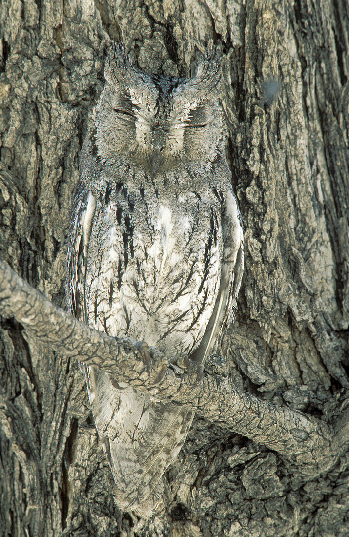 Scops Owl (Otus senegalensis); perfectly camouflaged when perching next to a tree trunk (Mopane, Colophospermum mopane). Etosha National Park, Namibia.