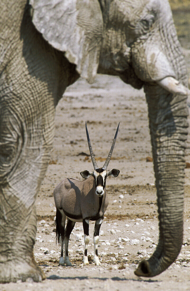 Gemsbok (Oryx gazella) and African Elephant (Loxodonta africana); while the elephant bull occupies the waterhole, the gemsbok has to wait in the vicinity for its turn. Etosha National Park, Namibia.
