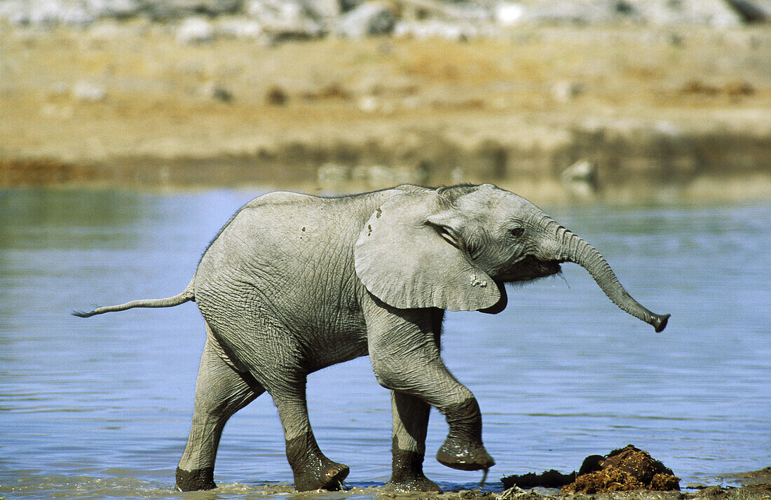 African Elephant (Loxodonta africana); calf having fun at a waterhole. Etosha National Park, Namibia.