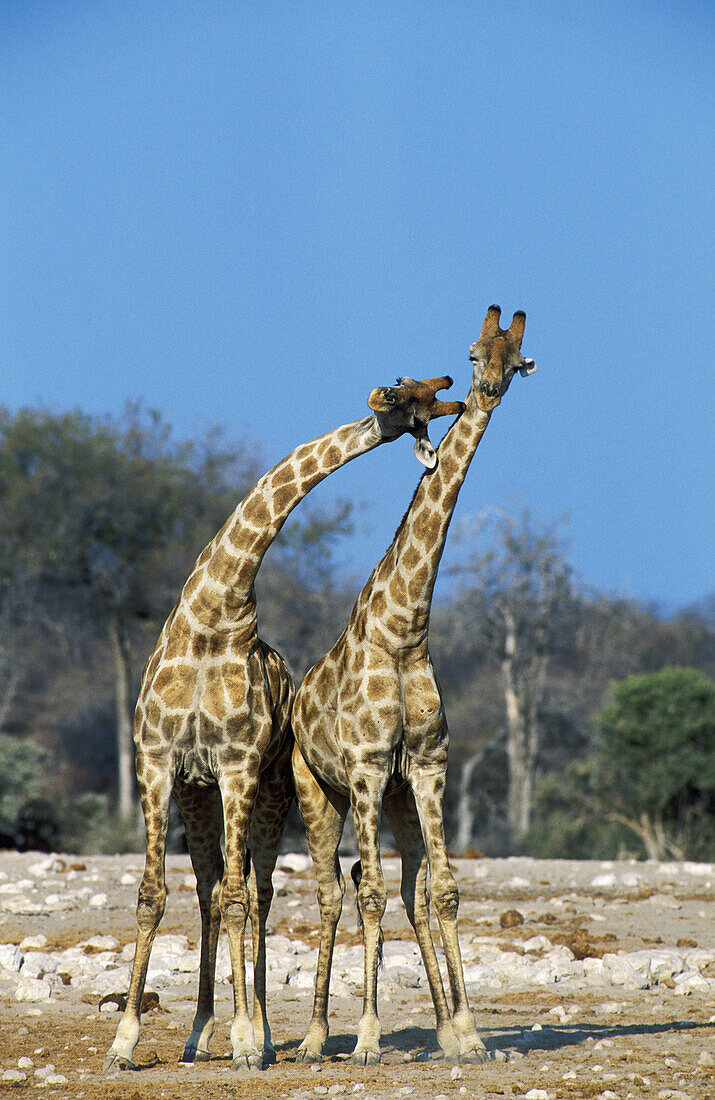 Southern Giraffe (Giraffa camelopardalis giraffa), fighting bulls. Etosha National Park, Namibia.
