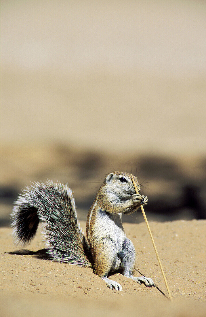 Cape Ground Squirrel (Xerus inauris); young, biting about a dry blade of grass. Kalahari Desert, Kgalagadi Transfrontier Park, South Africa.